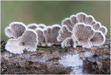 Waaiertje - Schizophyllum commune