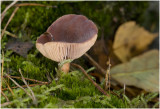 Levermelkzwam - Lactarius hepaticus