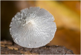 Inktzwam - Coprinus ( soort nn )