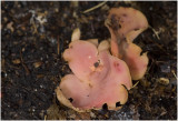 gewoon Varkensoor - Otidea onotica