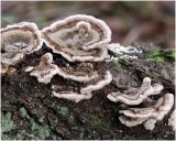 Elfenbankje -Trametes versicolor syn.jpg