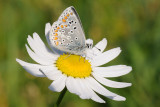 Brown Argus, Aricia agestis, Rødplettet blåfugl 4