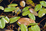 Blue Emperor, Anax imperator, Stor Kejserguldsmed 3