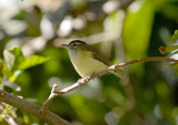Brown-capped Vireo
