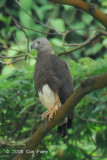 Eagle, Grey-headed Fish @ Little Guilin