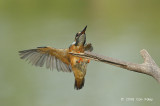 Kingfisher, Common @ Japanese Gardens