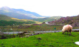 Sheep on the road to Kenmare