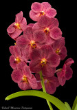 Ascocenda Maureen's Valentine 'Vincent' AM/AOS