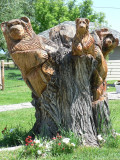 Grizzly bears in Montana come in all shapes