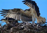 Birds of prey