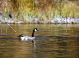 Water fowl