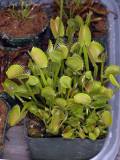 Venus Flytrap: Dionaea muscipula