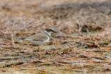 (Charadrius dubius) Little Ringed Plover