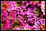Farmers Market