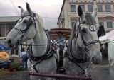 Horses Port Clinton OH