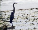 Near Port Clinton Water Fowl