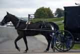 Horse and Buggy