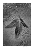 bw leaf 1108 01_tn.jpg