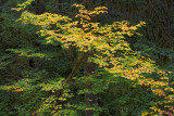 Maple - Silver Falls State Park, Oregon