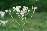 Indian Plantain (Arnoglossum plantagineum)