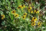 Mexican Hat (Ratibida columnifera)