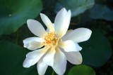Yellow Lotus (Nelumbo lutea)