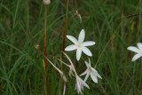Mud Plantain (Heteranthera limosa)