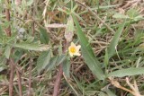 Arrow Leaf Sida (Sida rhombifolia)