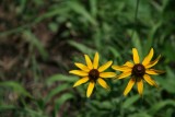 Black-Eyed Susan (Rudbeckia hirta)