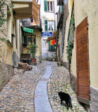 Do Italian cats like pizza for breakfast?