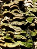 les champignons du tronc