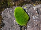 Moss ball along the PCT in Goat Rocks
