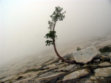 Western White pine sculpture