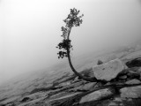 Western White pine sculpture in BW