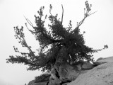 Magnificient White bark pine at Man-on-Rock pass