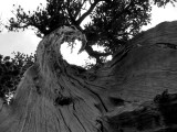 Twisted foxtail pine in BW