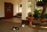 Andy's front yard, Chiang Mai