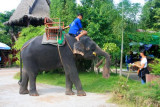 An elephant near Damnoen Saduak