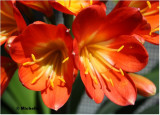 IMG_0014_Clivia en fleurs.jpg