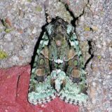 10413 Explicit Arches - Lacinipolia explicata