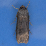 10658 Spotted Dart Moth - Agrotis stigmosa