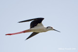 Cavaliere d'Italia (Himantopus himantopus)