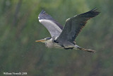 Airone cenerìno (Ardea cinerea)