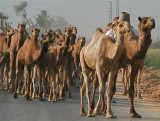 And then this huge herd of camels walked by...