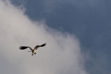 Osprey