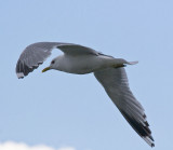 Gull