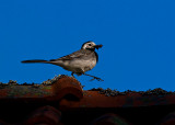 White wagtail