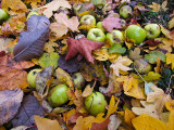 Fallen apples