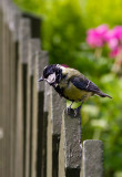 Rugged fellow on the fence