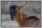 Nature, creatures # 4